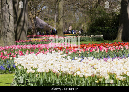 Tulipes rouges et jaunes dans les plantations de masse Banque D'Images