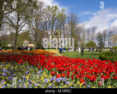 Les fleurs de printemps à jardins de Keukenhof Banque D'Images