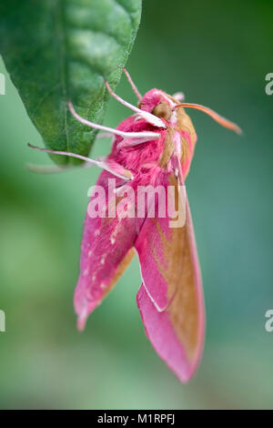 Elephant Hawk-moth au repos sur une feuille - Deilephila elpenor Banque D'Images