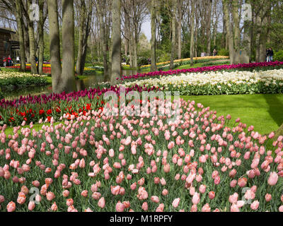 Tulipes en plantations de masse le balayage du canal à jardins de Keukenhof Banque D'Images