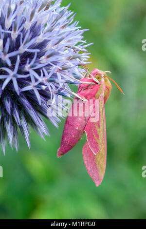 Elephant Hawk-moth au repos sur globe thistle flower - Deilephila elpenor Banque D'Images