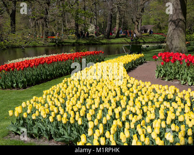 Les plantations de masse des tulipes sur les jardins de Keukenhof Banque D'Images