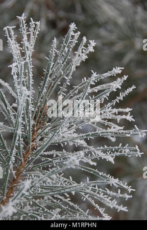 Hiver, le givre sur les aiguilles de pin Banque D'Images