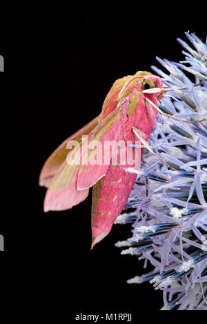 Sphynx éléphant au repos sur globe thistle flower - Deilephila elpenor Banque D'Images