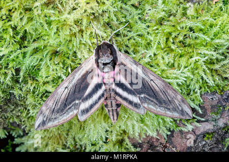 Privet Hawk-moth - Sphinx ligustri Banque D'Images