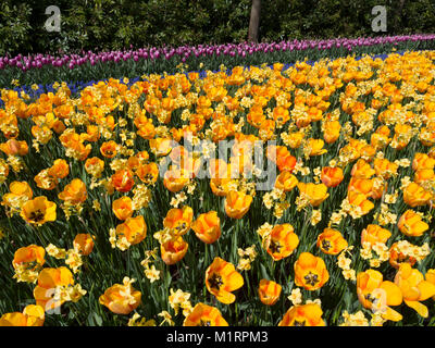 Tulipes jaunes avec de minuscules jardins de Keukenhof à narcisse Banque D'Images