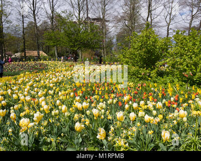 Les plantations de masse de tulipes et bulbes de printemps dans les jardins de Keukenhof Banque D'Images