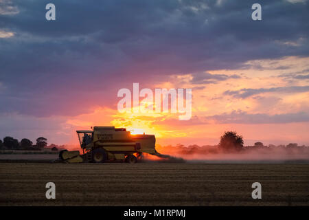 Moissonneuse batteuse travaillant dans le champ de céréales au coucher du soleil Banque D'Images
