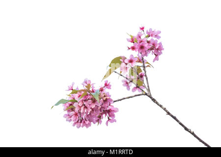 Belle himalayen sauvage Fleurs de cerisier (Prunus cerasoides) , fleurs roses de Sakura sur ton fond blanc Banque D'Images