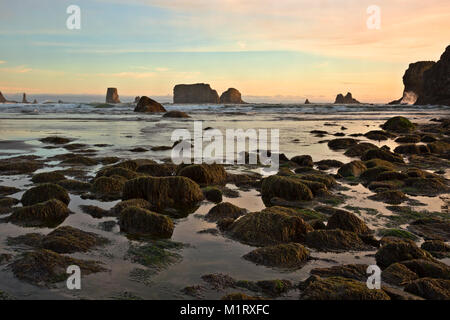 WA13168-00...WASHINGTON - Coucher du soleil à deuxième plage dans le parc national Olympic près de la Push. Banque D'Images