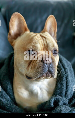 Bouledogue français enveloppé dans couverture sur un canapé. Banque D'Images