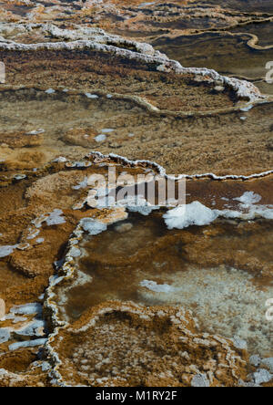 Comme coral, baterica a construit les arêtes qui forment des piscines pour tenir l'eau chauffée super geyser. Banque D'Images