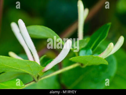 Un plan macro sur quelques boutons de fleurs de chèvrefeuille d'hiver. Banque D'Images