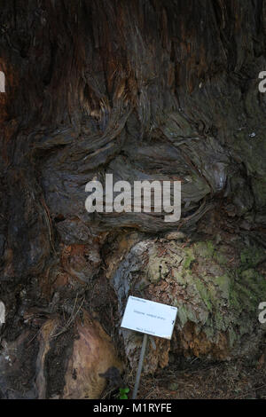 Taxonomie des arbres Banque D'Images