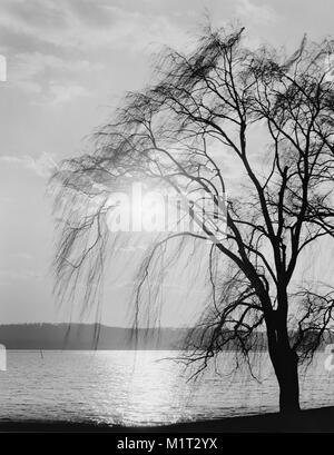 La silhouette des arbres au bord de l'eau, Potomac Park, Washington DC, USA, Detroit Publishing Company, 1910 Banque D'Images