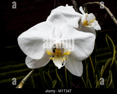 Close-up of wild orchidées blanches (phalaenopsis) contre l'obscurité, dans le milieu naturel Banque D'Images