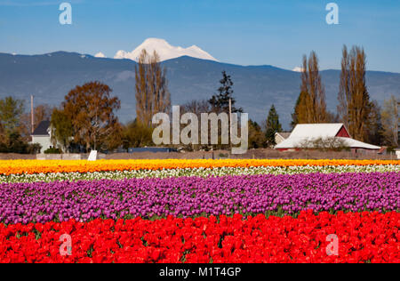 Un champ de tulipes colorées au printemps, Washington Banque D'Images