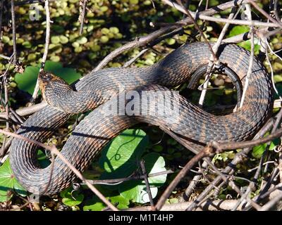 Brown serpent d'eau (Nerodia taxispilota). Gainesville, Floride, USA Banque D'Images