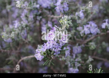 Branche avec des fleurs de romarin. Les petites fleurs violettes odorantes avec des feuilles vertes. Usine de cuisine. Banque D'Images