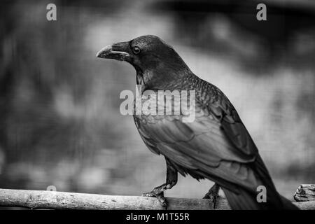 Portrait d'un corbeau, en noir et blanc, l'une des plus intelligente au creacure dans l'avion, Close up Banque D'Images