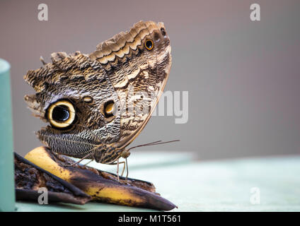 (Caligo eurilochus papillon owl) mange à partir d'une banane. Vu contre un fond uni Banque D'Images