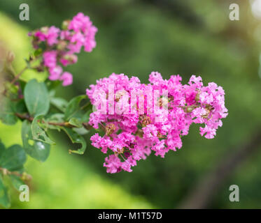 Fleurs de myrte de crêpe Banque D'Images