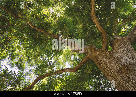 Haut magnifique vieil arbre low angle view Banque D'Images