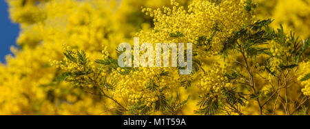 Floraison jaune de mimosa au printemps. Bannière longue et large Banque D'Images