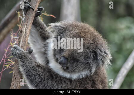 Koala (Phascolarctos cinereus) close up of head Banque D'Images