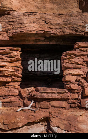 Puebloan ancestrales maison avec un cerf mulet, Odocoileus hemionus, l'andouiller dans Salt Creek Canyon dans les aiguilles District de Canyonlands National Park, Banque D'Images