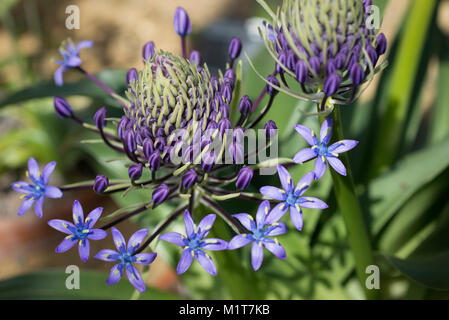 Squill, Scilla Peruviana portugais subsp ou hughii Scilla Banque D'Images