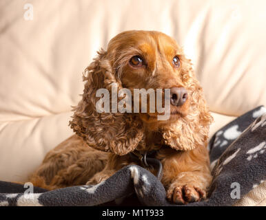 Vue de face près du chien de compagnie de famille, un joli focker rouge, assis isolé sur le canapé. Animaux domestiques à la maison. Banque D'Images