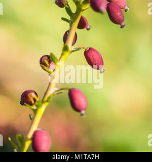 Un plan macro sur les baies d'un mahonia japonica bush. Banque D'Images