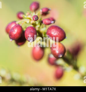 Un plan macro sur les baies de couleur prune d'un mahonia japonica bush. Banque D'Images