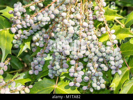 Un plan macro sur certains mahonia japonica bush de baies. Banque D'Images