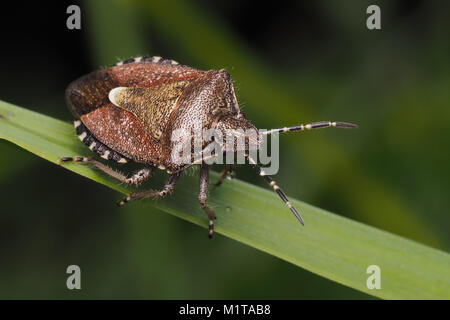 Dolycoris baccarum (Shieldbug poilue) perché sur un brin d'herbe.Tipperary, en Irlande. Banque D'Images