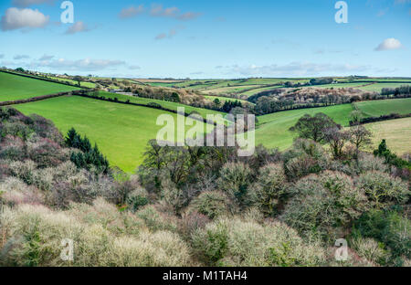 Un jour ensoleillé chaud winters haut sur une colline avec une vue sur la vallée à l'ensemble de bois et de terres agricoles verdoyantes de Fowey, Cornwall au Sud. Banque D'Images