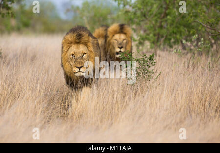 Vue de face des grands lions mâles (Panthera leo) marchant dans le veld ouvert Banque D'Images
