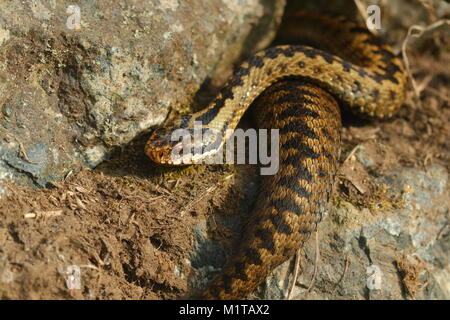 Une vipère serpent baigne dans le soleil du matin , juste à 10 cm des passants sur un sentier au Lizard , Cornwall Banque D'Images