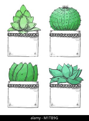 Croquis de plantes succulentes en pot. Aquarelle stylisée. Vector illustration Illustration de Vecteur