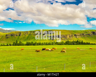 Troupeau de vaches qui paissent dans le pâturage en saison d'Islande Banque D'Images