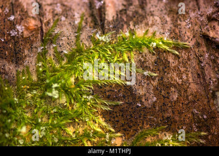 L'hiver dans la forêt. L'abattage dans la forêt, bûcheron coupe du bois et ramasser du bois de chauffage pour l'hiver. Un plan macro sur vert profond, humide, mousse épaisse Banque D'Images