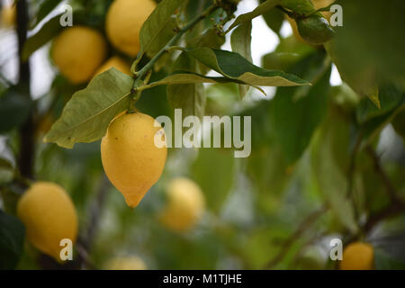 Frais de nourriture citrons jaune accroché sur un arbre fruitier avec des feuilles vertes et des branches prise de jour Banque D'Images