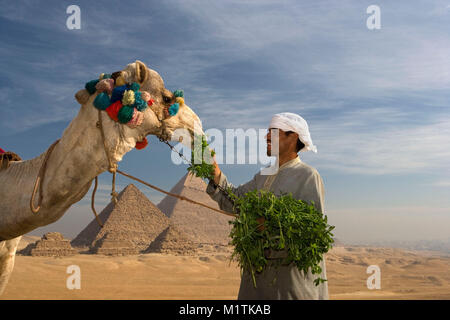 L'Egypte, Le Caire. Pyramides de Gizeh ou Giza. L'homme, l'alimentation du pilote camel camel en désert près de pyramides. L'Unesco, site du patrimoine mondial. Banque D'Images