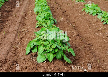 Des rangées de plants de pommes de terre dans les régions rurales dans l'Île du Prince Édouard, Canada. Banque D'Images