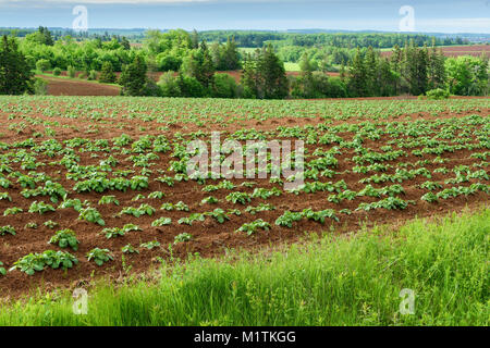 Des rangées de plants de pommes de terre dans les régions rurales dans l'Île du Prince Édouard, Canada. Banque D'Images