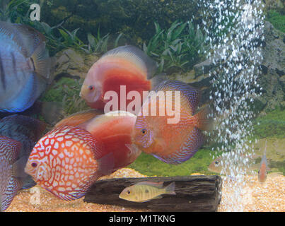 Aquarium rempli de poissons discus colorés Banque D'Images