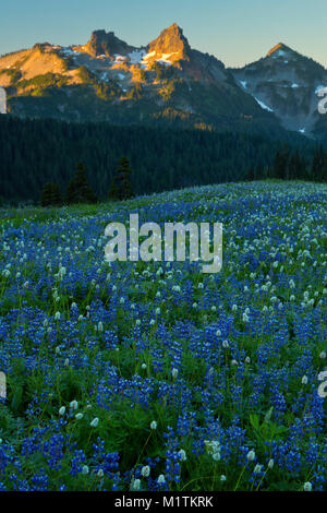 Lupin, Renouée bistorte, et Valerian bloom dans un pré de paradis à Mount Rainier National Park en été avec le Tatoosh range dans la distance. Washingto Banque D'Images