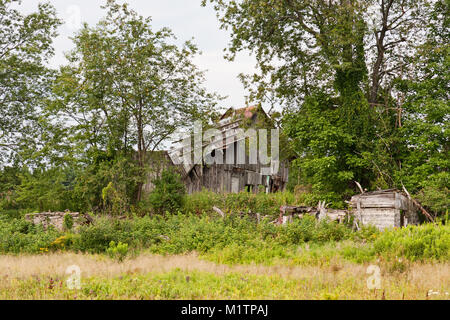 Une vieille ruine, grange en bois entourée d'arbres et les mauvaises herbes Banque D'Images