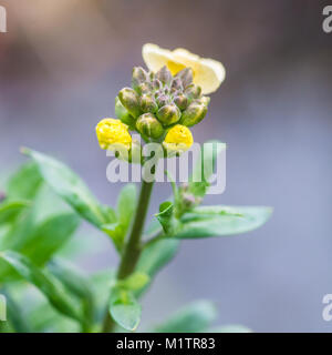 Un plan macro sur une fleur giroflée et quelques boutons de fleurs. Banque D'Images